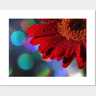 Red Rainbow Gerbera Posters and Art